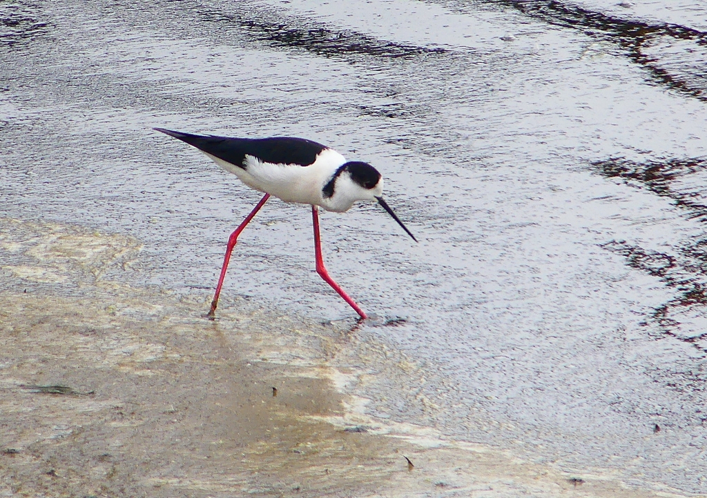 P1950468：セイタカシギ_R