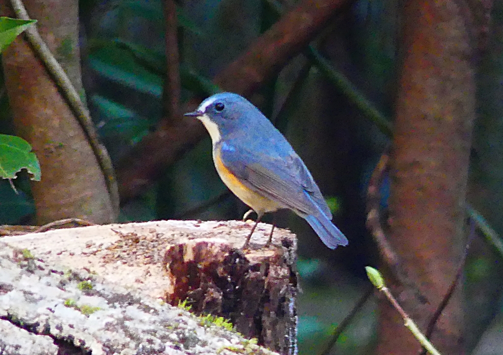 P1470114：ルリビタキ（オス）_R