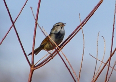 P1840324：ウグイス_R