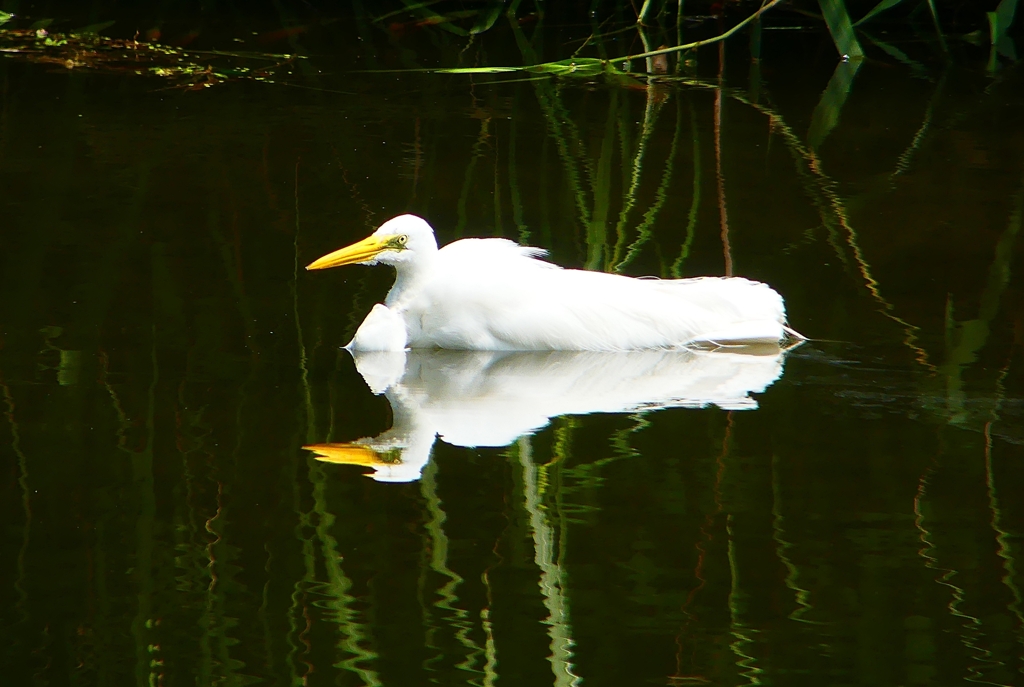 P1080359：ダイサギ_R