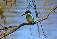 P4560357：カワセミ_R