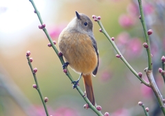 P1780193：ジョウビタキ（メス）_R
