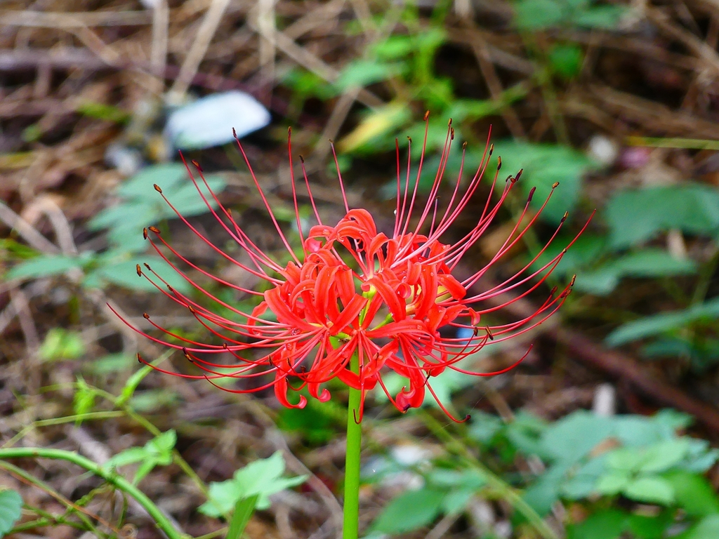 P4340348：彼岸花_R
