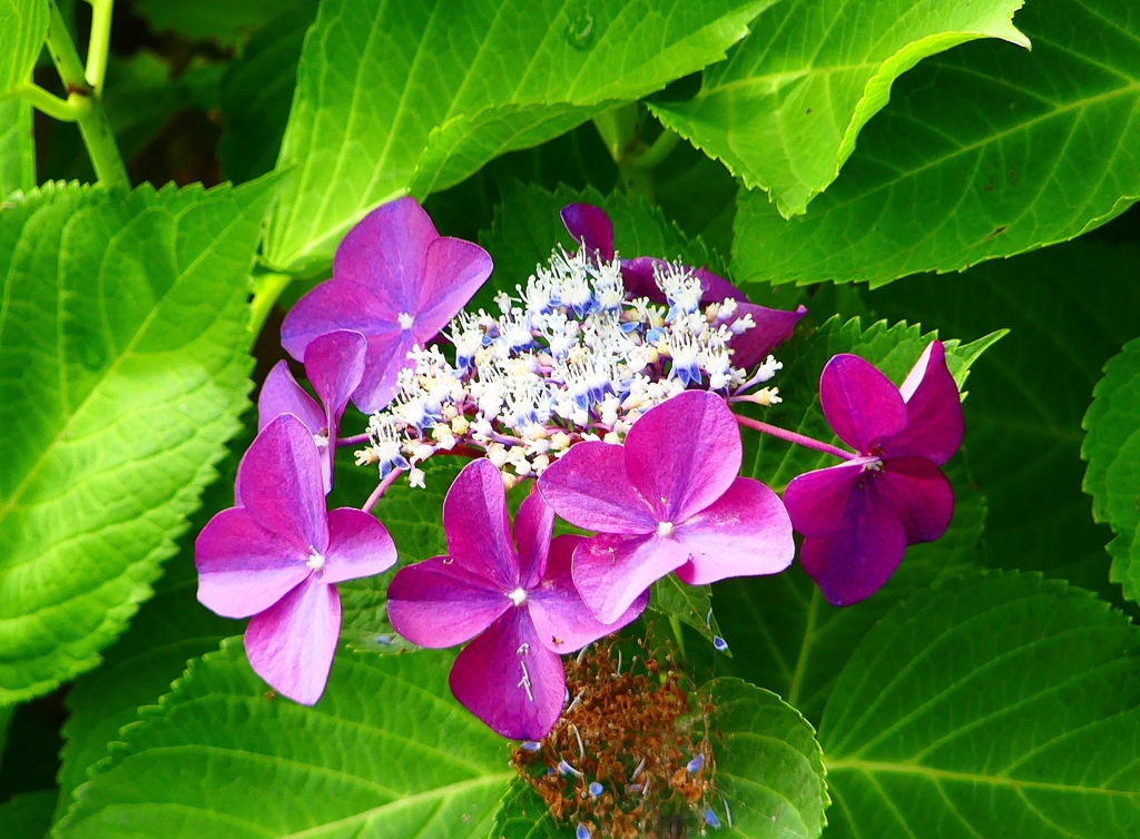 P1010114：アジサイ_R