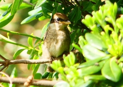 P1940623：モズ（幼鳥）_R