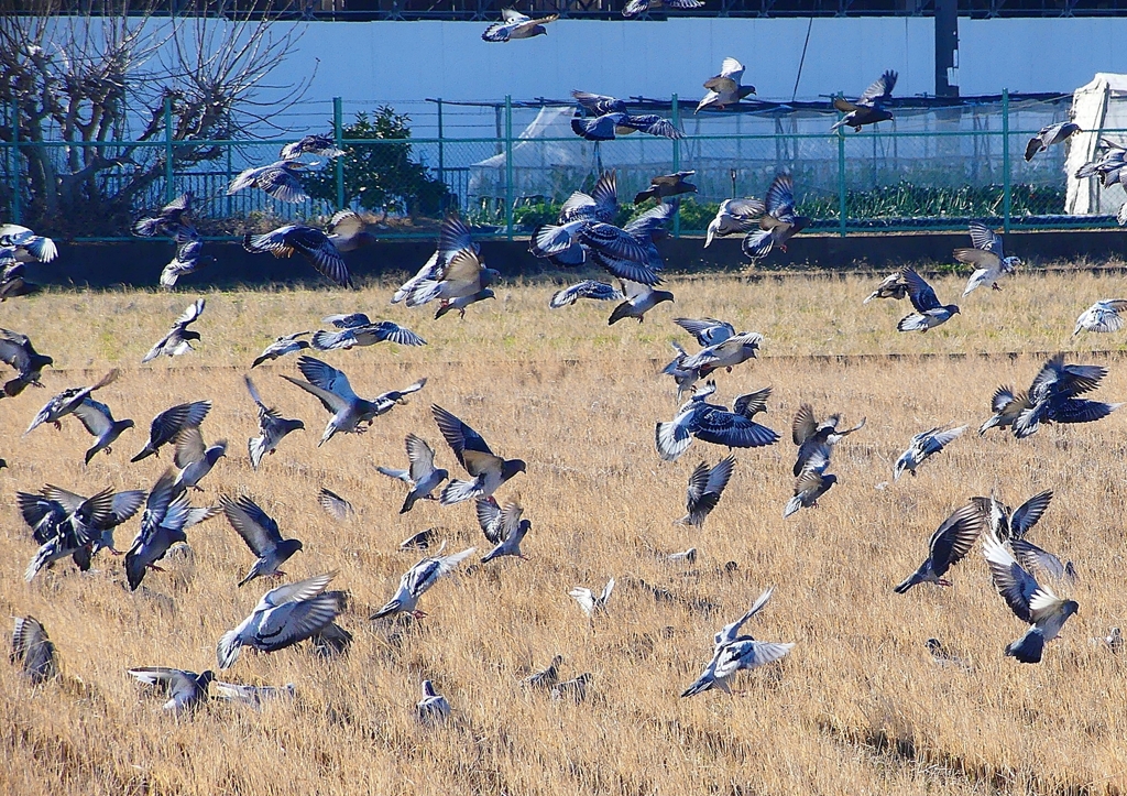 P1630428：飛ぶカワラバト_R