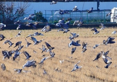 P1630428：飛ぶカワラバト_R