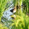 P1200056：タシギ_R