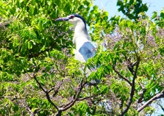 P2010672：ゴイサギ_R