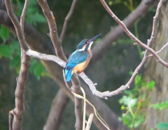 P1020394：カワセミ（オス）_R