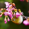 P4770423：メジロ＜河津桜＞_R