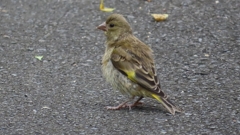 IMG_0318：カワラヒワ（幼鳥）-04_R