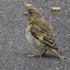 IMG_0318：カワラヒワ（幼鳥）-04_R