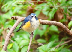 P3920082：ルリビタキ（オス）_R