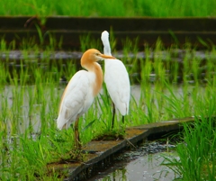 P1030091：アマサギ_R