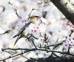 P3980677：桜にキレンジャク_R