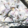 P3980677：桜にキレンジャク_R