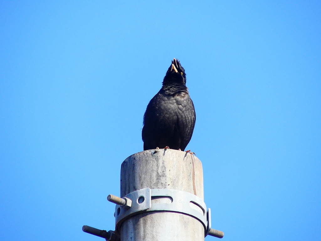 P3740152：ハッカチョウ_R