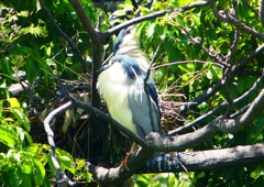 P2010241：ゴイサギ_R