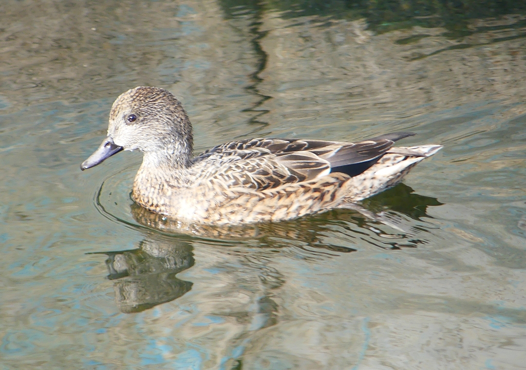 P1590129：ヨシガモ_R