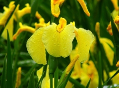 P4170696：菖蒲_R