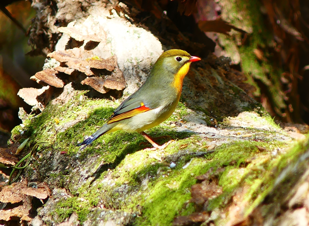 P4010137：ソウシチョウ_R