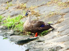 P1120461：カルガモ_R