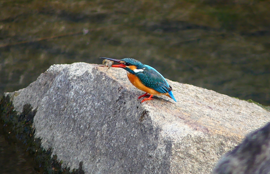 P4770152：カワセミ（メス）_R