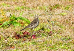 P4710639：タヒバリ_R