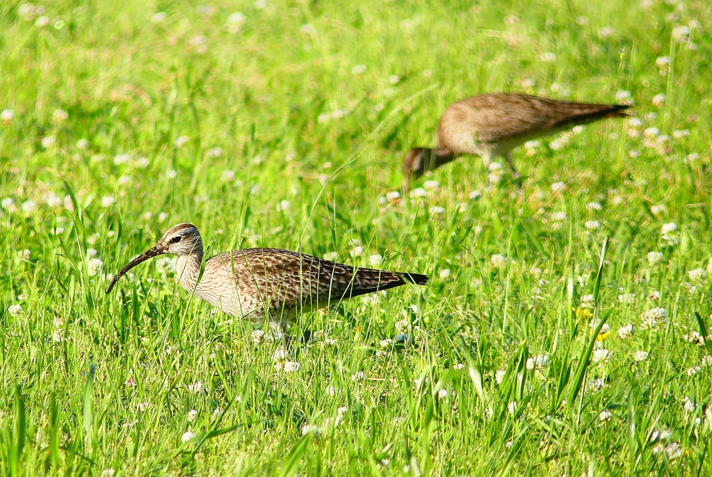 P4950695：チュウシャクシギ_R