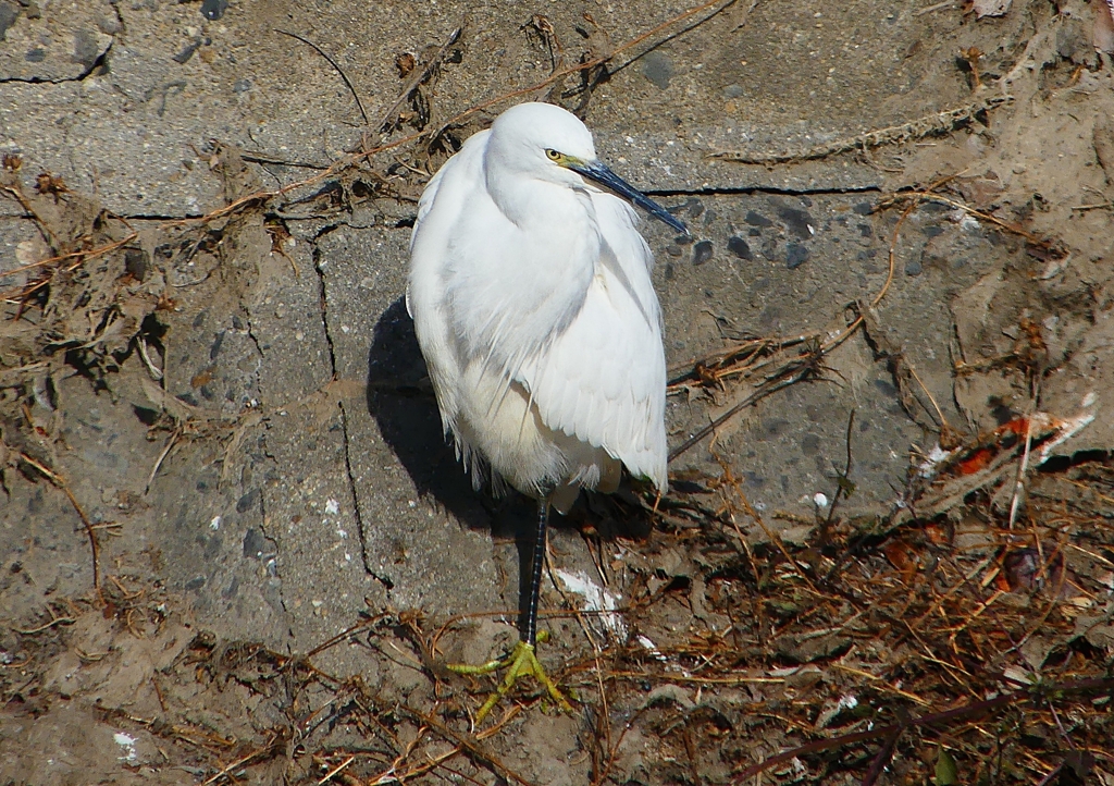 P1580325：コサギ_R