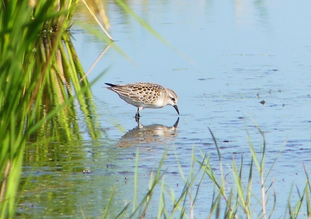 P1250783：トウネン_R