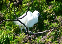 P2010306：コサギ_R
