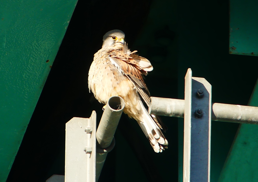 P1500356：チョウゲンボウ_R