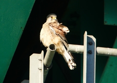 P1500356：チョウゲンボウ_R