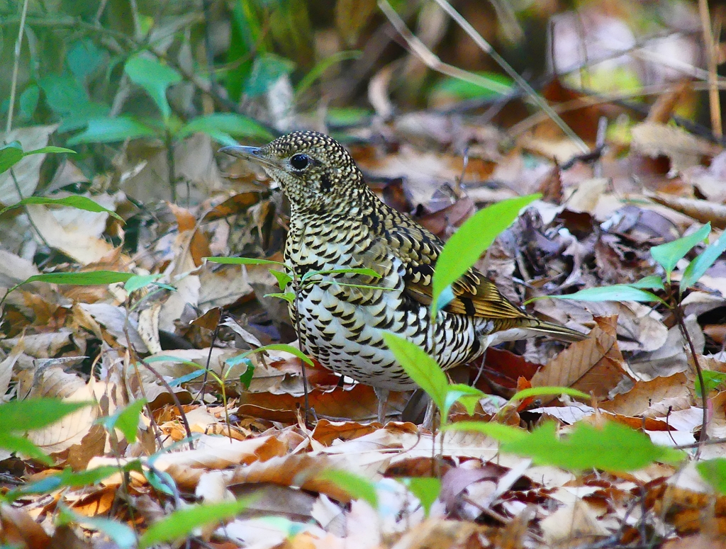 P3680117：トラツグミ_R