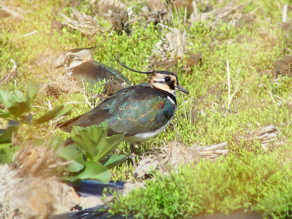 P3810678：タゲリ_R