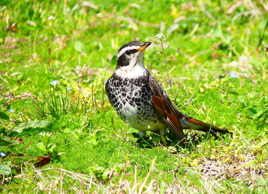 P3940026：ツグミ_R