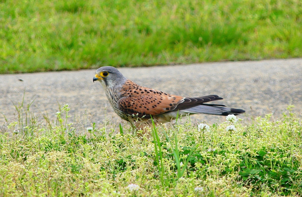 P4910697：チョウゲンボウ_R