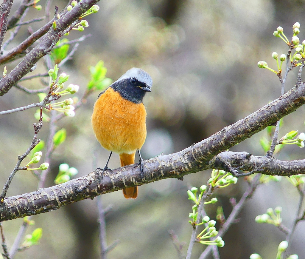 P3920237：ジョウビタキ（オス）_R