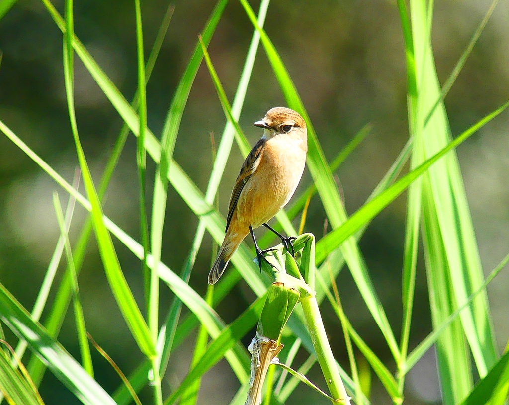 P4370070：ノビタキ_R