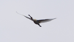 P1680251：飛ぶヘラサギ_R
