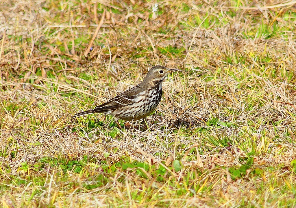 P4710644：タヒバリ_R