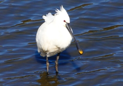 P1700398：ヘラサギ_R