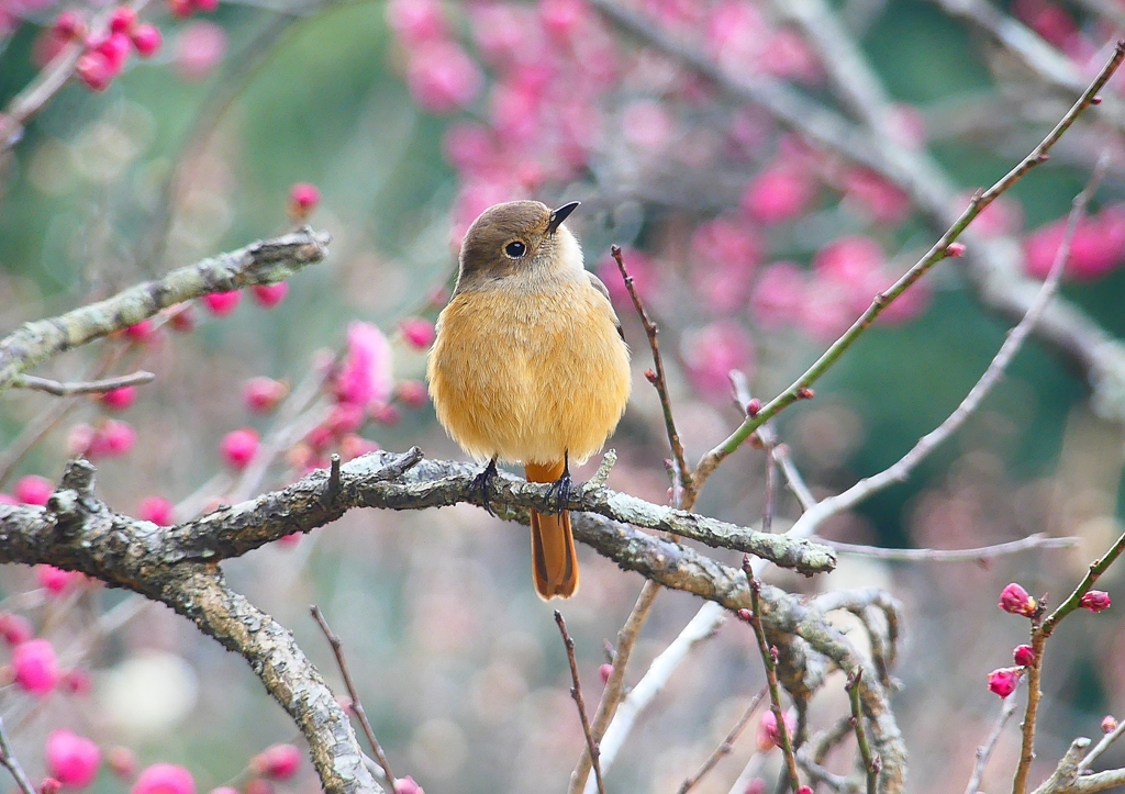 P1780184：ジョウビタキ（メス）_R