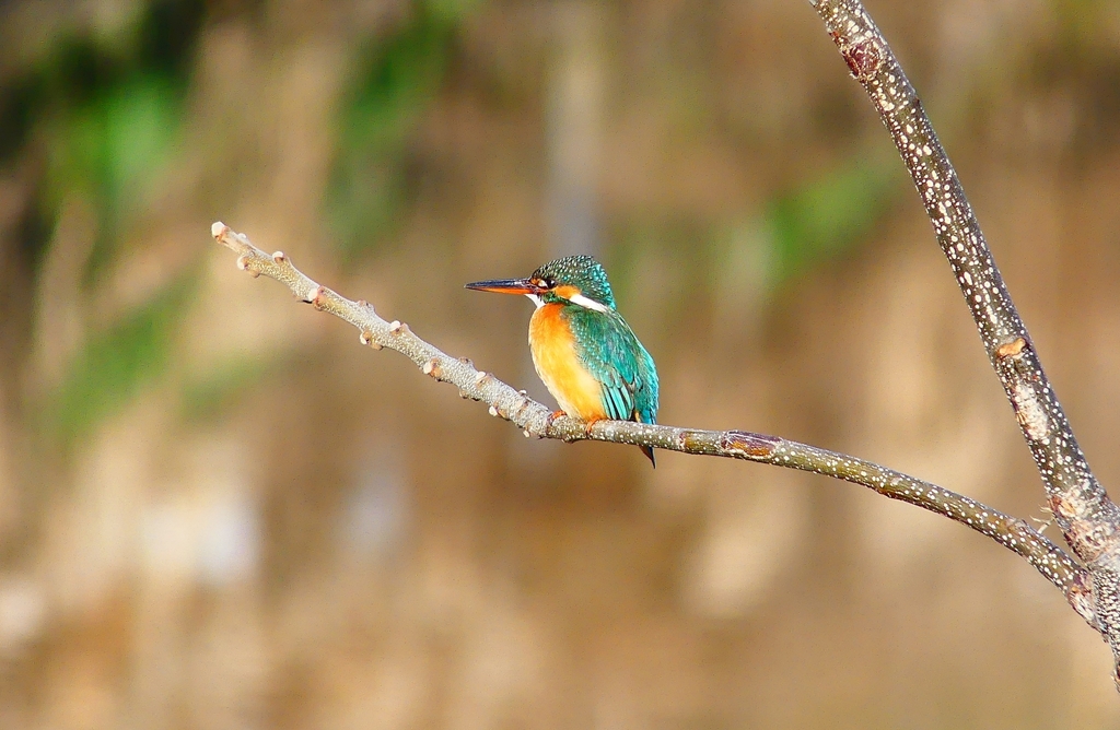 P4730165：カワセミ（メス）_R