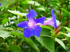 P4300066：アサガオ_R