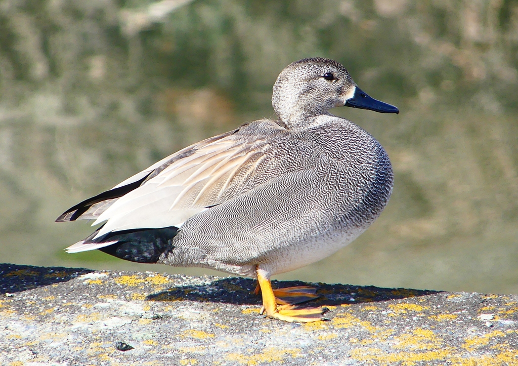P1810510：オカヨシガモ_R
