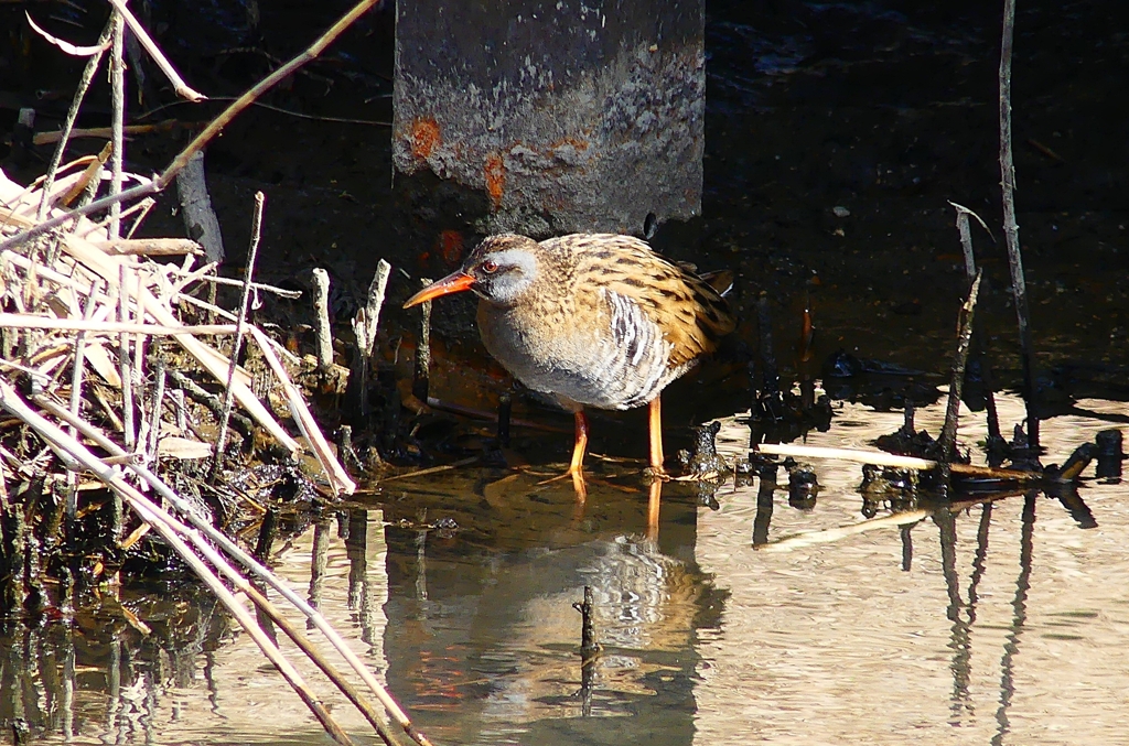 P4690390：クイナ_R