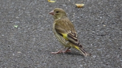 IMG_0313：カワラヒワ（幼鳥）-03_R